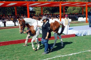 Horse-Show